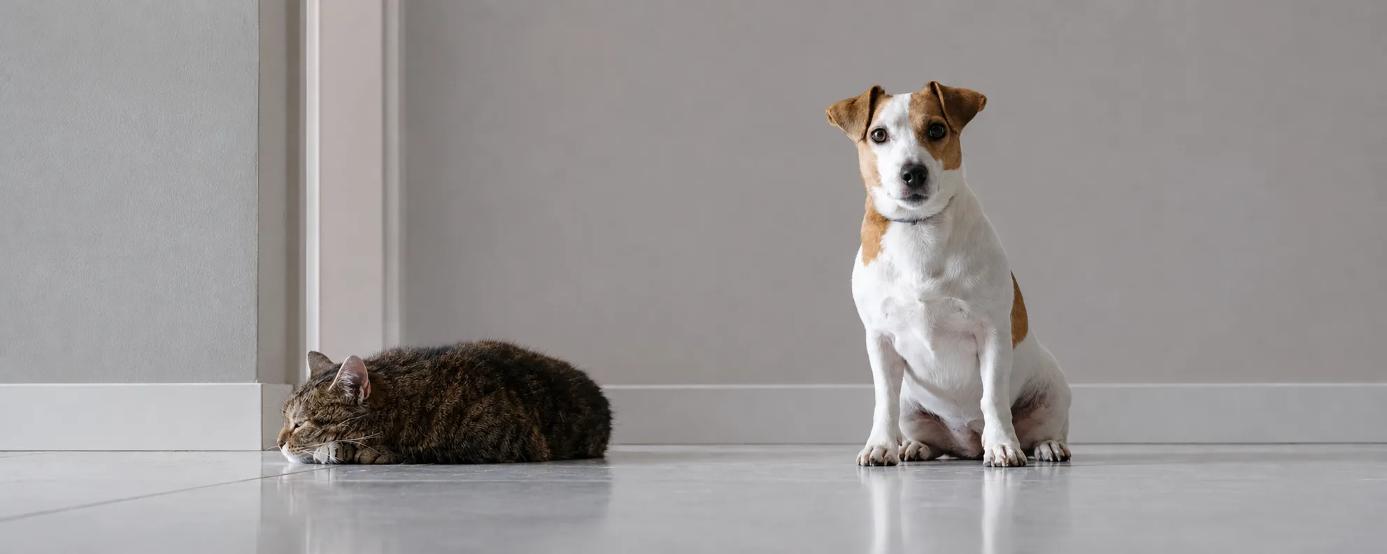 A dog and cat in a home setting — quality pet products, suppliers and partners from China to the world